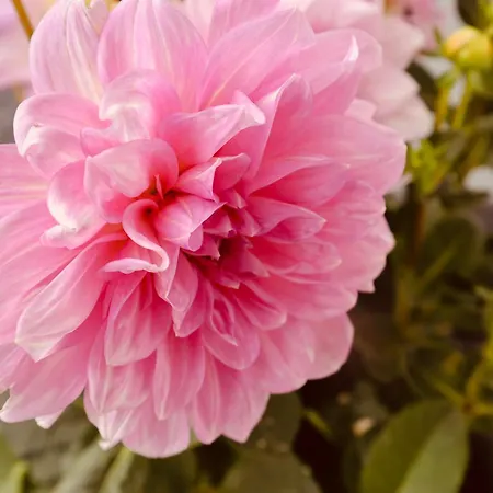 Διαμέρισμα Fiechtl *